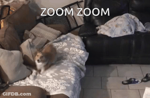 A Dog Laying On A Couch With Zoom Zoom Written On The Top GIF