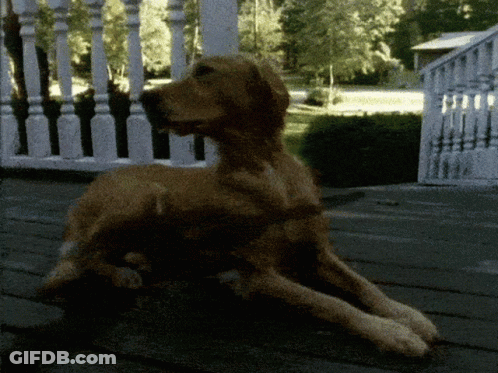 A Dog Laying On A Porch With A White Railing Behind It GIF