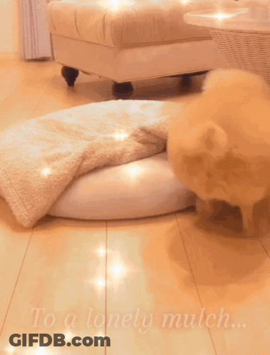 A Dog Laying On A White Blanket With The Words To A Lonely Mulch Written On The Floor GIF