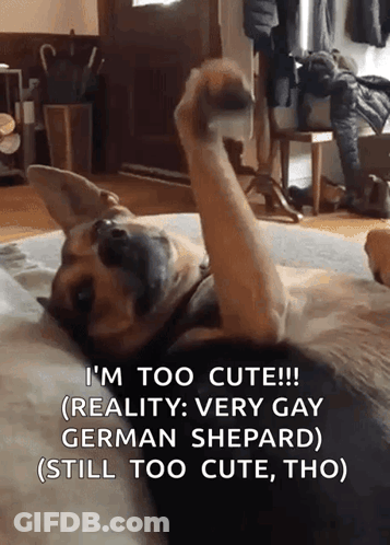 A Dog Laying On Its Back With A Caption That Says ' I 'M Too Cute ' GIF