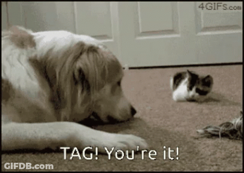 A Dog Laying On The Floor Looking At A Kitten With The Words Tag You 'Re It On The Bottom GIF