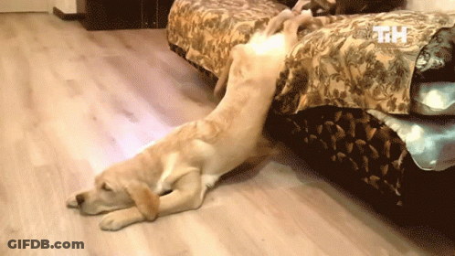 A Dog Laying On The Floor Next To A Bed With A Tm Logo On The Corner GIF
