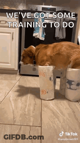 A Dog Laying On Top Of A Roll Of Toilet Paper GIF