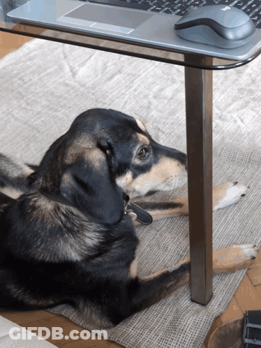 A Dog Laying Under A Desk With A Laptop And A Mouse GIF