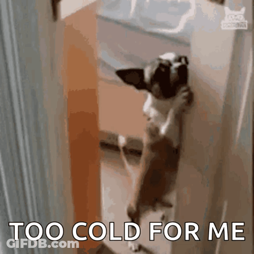 Dog Leaning Against Wall Too Cold For Me GIF
