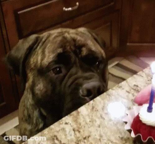 A Dog Looking At A Birthday Cake With A Candle On It GIF