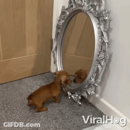 A Dog Looking At Its Reflection In A Mirror With Viralhog Written On The Bottom Right GIF