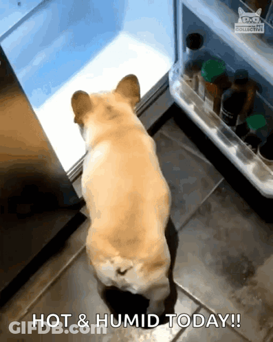 A Dog Looking Into A Refrigerator With The Words Hot & Humid Today Written On The Bottom GIF