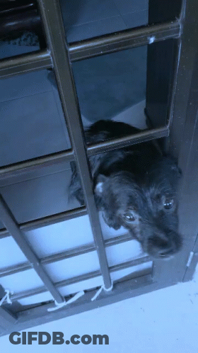 A Dog Looking Out Of A Window With Bars GIF