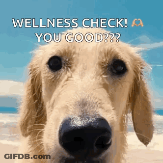 A Dog On A Beach With The Words Wellness Check You Good GIF