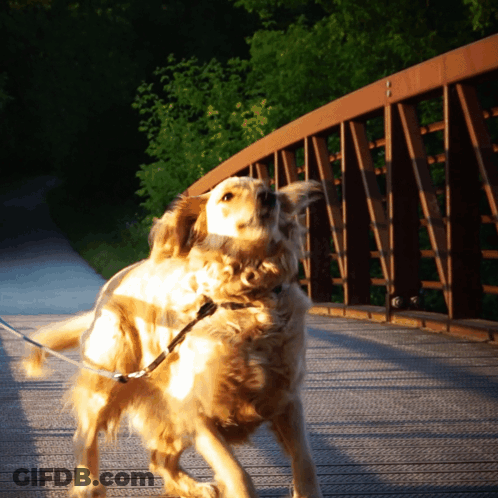 A Dog On A Leash Is Standing On A Bridge GIF