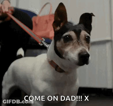 A Dog On A Leash Says Come On Dad GIF