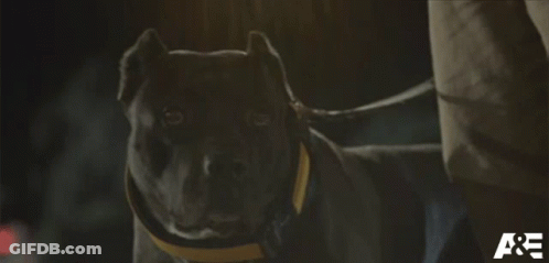 A Dog On A Leash With The Letters A & E On The Bottom Right GIF