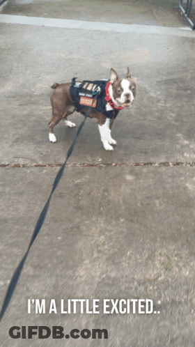 A Dog On A Leash With The Words I 'M A Little Excited Below It GIF