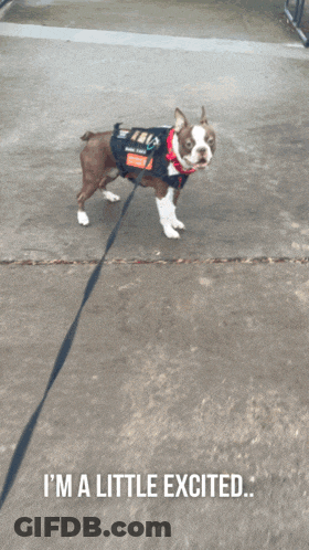 A Dog On A Leash With The Words " I 'M A Little Excited " Below It GIF