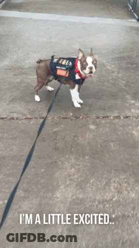 A Dog On A Leash With The Words I 'M A Little Excited GIF