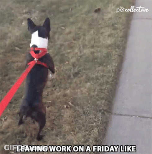 A Dog On A Leash With The Words Leaving Work On A Friday Like Below It GIF