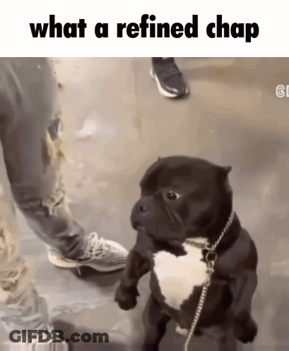 A Dog On A Leash With The Words What A Refined Chap Below It GIF