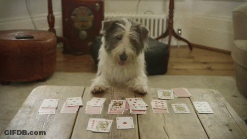 A Dog Playing A Game Of Cards With A Stack Of Cards On The Table GIF