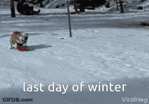 A Dog Playing In The Snow With The Words Last Day Of Winter Below It GIF