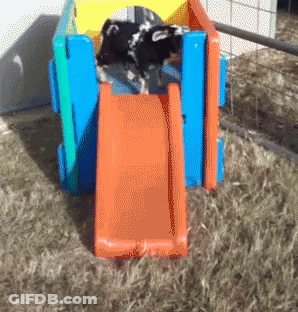 A Dog Playing On A Slide In A Playground GIF