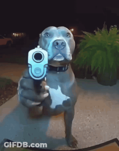 A Dog Pointing A Gun At The Camera With A Plant In The Background GIF