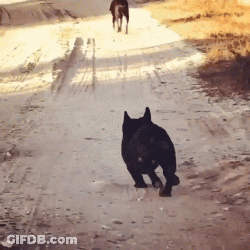 A Dog Running Down A Dirt Road With Another Dog Behind It GIF