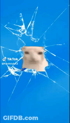 A Dog 'S Face Is Visible Through A Broken Screen GIF