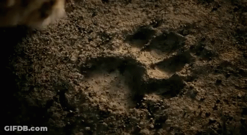 A Dog 'S Paw Print Is Visible On The Ground GIF