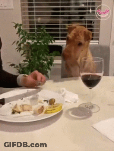 A Dog Sits At A Table With A Glass Of Wine And A Plate Of Food GIF