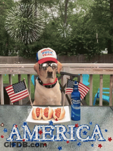 A Dog Sitting At A Table With A Plate Of Hot Dogs And A Bottle Of Bud Light GIF