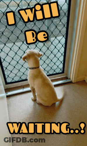 A Dog Sitting In Front Of A Screen Door With The Words " I Will Be Waiting " GIF