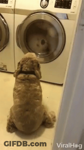A Dog Sitting In Front Of A Washing Machine That Says Viralhog On The Bottom Right GIF