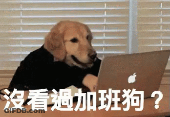 A Dog Sitting In Front Of An Apple Laptop GIF