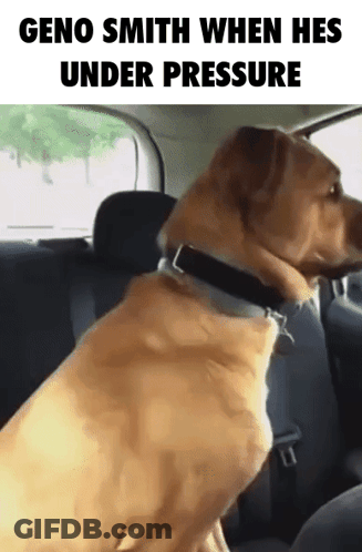 A Dog Sitting In The Back Seat Of A Car With The Caption Geno Smith When Hes Under Pressure GIF