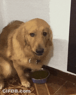 A Dog Sitting Next To A Bowl Of Water On The Floor GIF