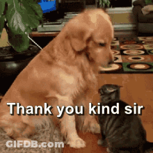 A Dog Sitting Next To A Cat With The Words Thank You Kind Sir On The Bottom GIF