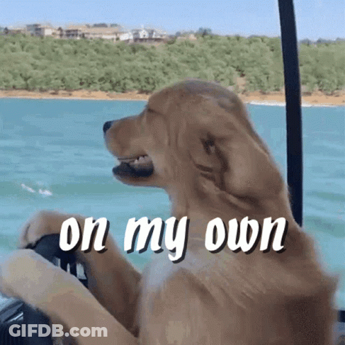 A Dog Sitting On A Boat With The Words " On My Own " Above It GIF