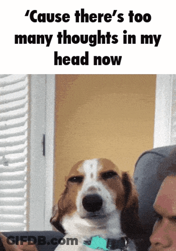 A Dog Sitting On A Couch With A Caption That Says " Cause There 'S Too Many Thoughts In My Head Now GIF