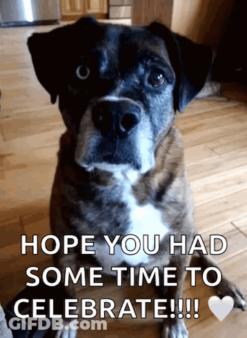 A Dog Sitting On A Wooden Floor With The Words Hope You Had Some Time To Celebrate Written Below It GIF