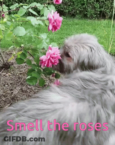 A Dog Smelling Pink Roses With The Words Smell The Roses Below GIF