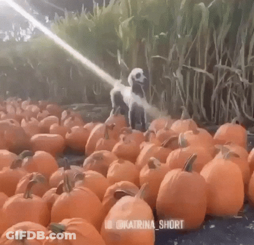 A Dog Standing In A Field Of Pumpkins With The Words Katrina Short On The Bottom Right GIF