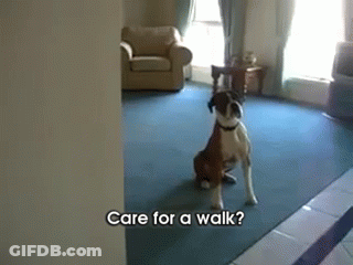 A Dog Standing In A Living Room With The Words " Care For A Walk " Written Below It GIF