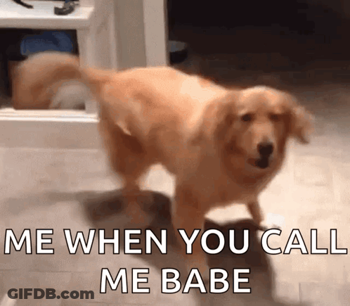 A Dog Standing In A Room With The Words " Me When You Call Me Babe " Above It GIF