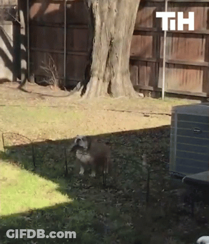 A Dog Standing In A Yard Next To A Fence And A Th Sign GIF