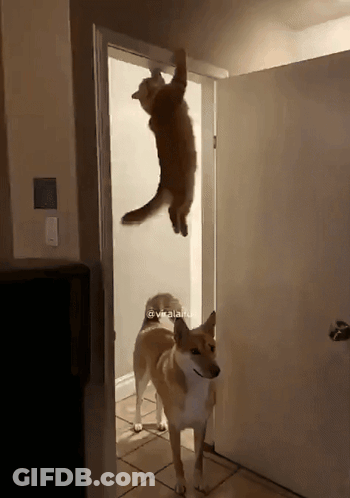 A Dog Standing In Front Of A Door With A Cat Hanging From The Ceiling GIF