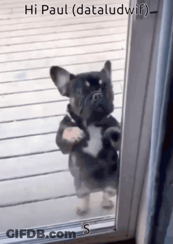 A Dog Standing In Front Of A Door With The Words Hi Paul ( Dataludwif ) On The Bottom GIF