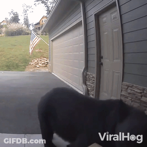 A Dog Standing In Front Of A Garage Door With The Word Viralhog On The Bottom Right Corner GIF