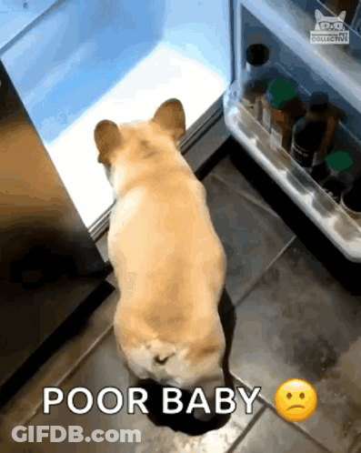 A Dog Standing In Front Of An Open Refrigerator With The Words Poor Baby Above It GIF