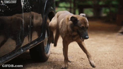 A Dog Standing Next To A Black Car With Tomsj2005 Written On The Bottom Right GIF